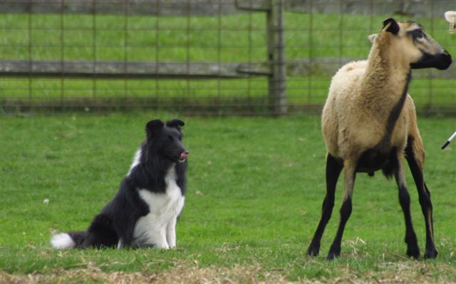 Black And White Dog Breeds. is a lack and white dog